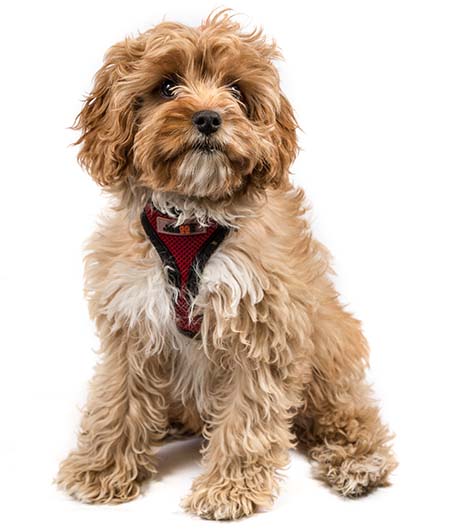 Cavoodle – Designer Dogs Online