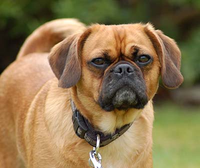 pugalier adult designer dog dogs breed muggin mydogbreeds vs does