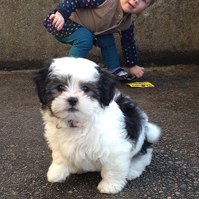 maltese shih tzu weight