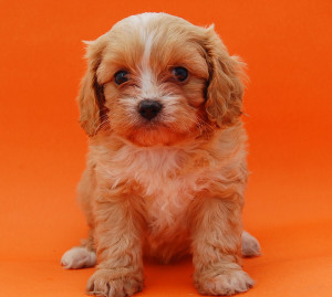 Cavoodle – Designer Dogs Online