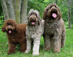 Labradoodle 3 sizes