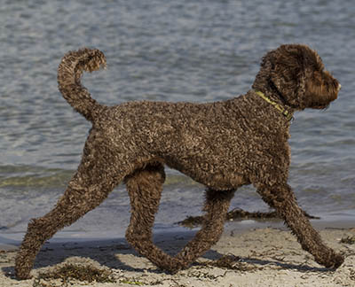 Image Result For Golden Retriever Cross Poodle